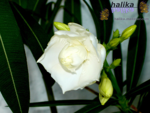 biały oleander