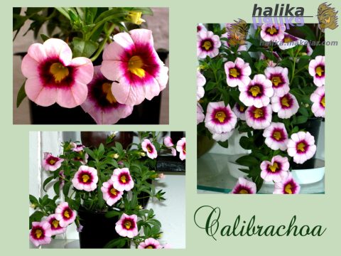 Calibrachoa