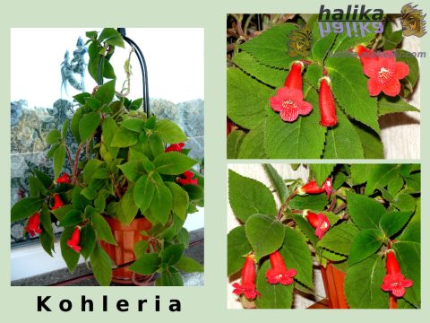 Kohleria